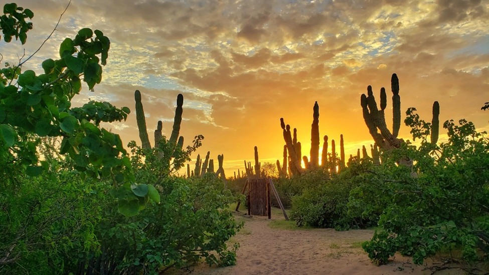 Ranch cactimar desert Basse Californie Mexcapade
