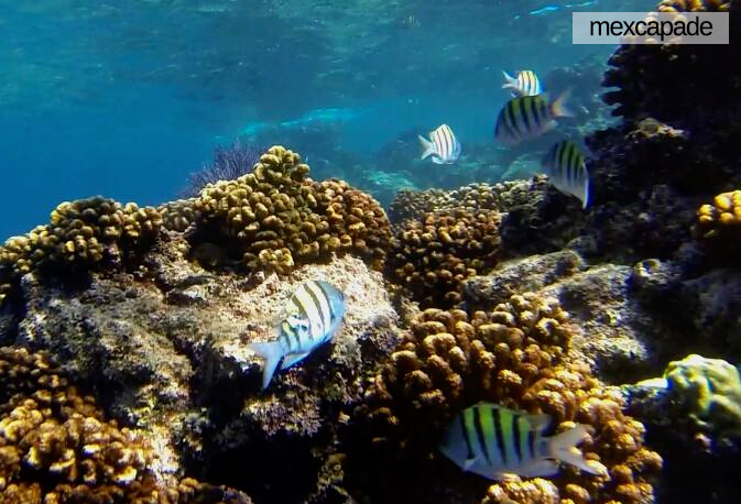 Fonds marin Basse californie | Mexcapade Fonds marin Basse californie | Mexcapade