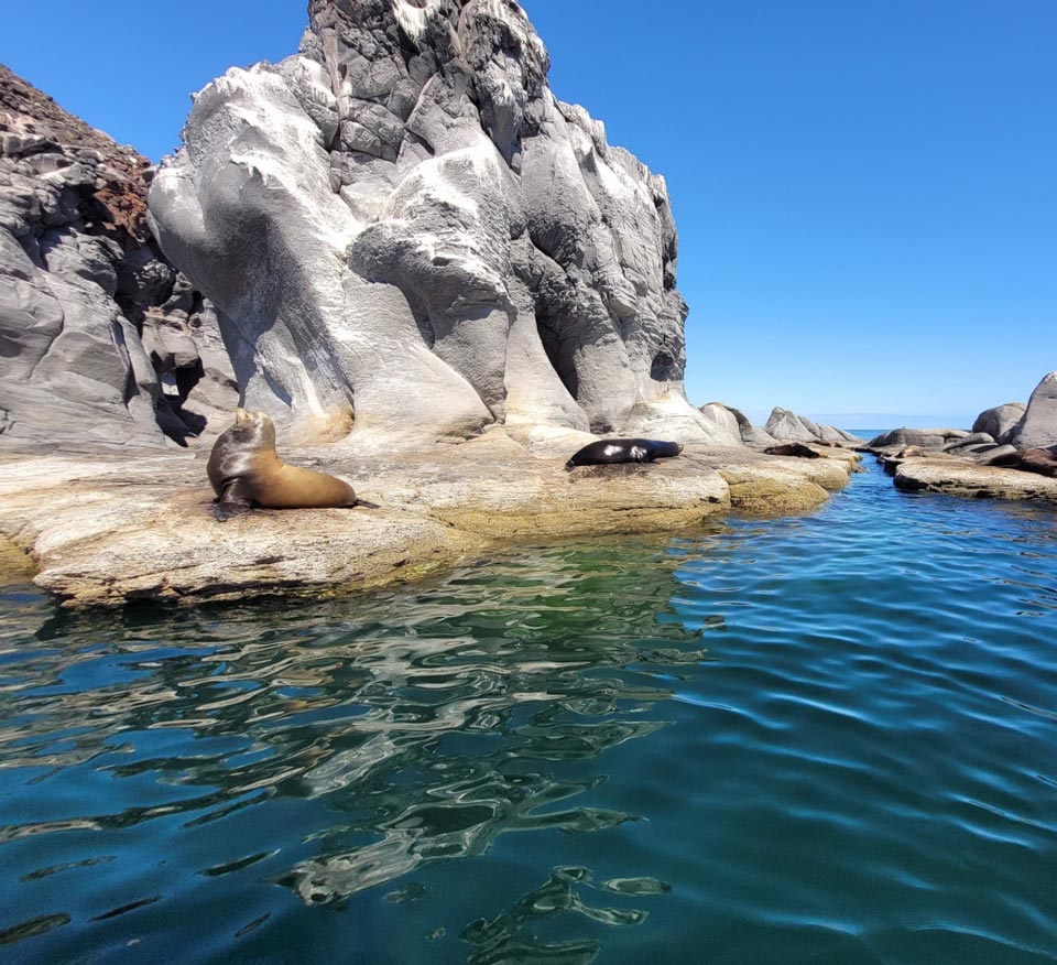 Parc national de la Bahía de Loreto et îles Coronados, aire protégée de la mer de Cortez