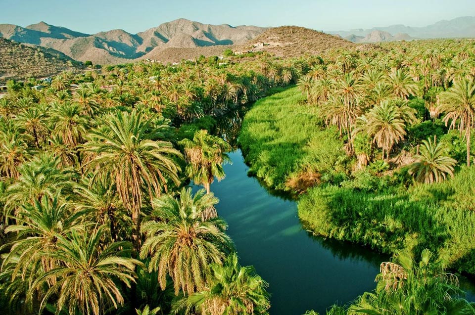 Oasis de Mulege en Basse Californie, havre de fraîcheur au bord de la mer de Cortez