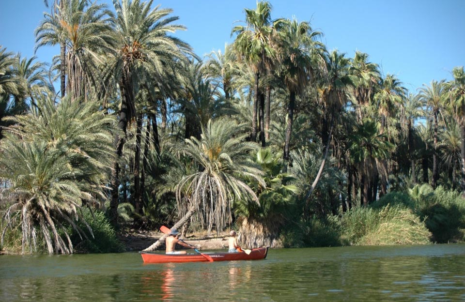 Oasis San Ignacio et ses palmiers dattiers plantés par les Jésuites en Basse Californie