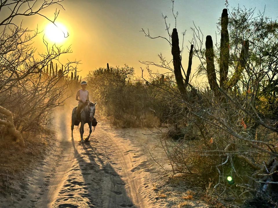 Cavalier au coucher de soleil sur une piste désertique de Basse Californie, entre cactus géants