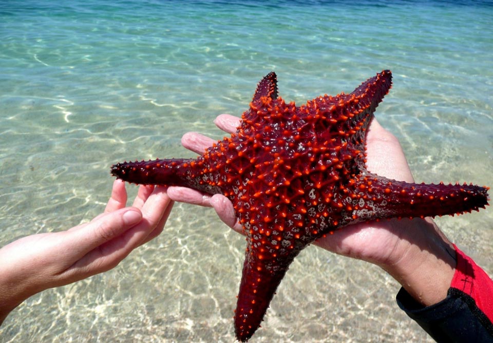 Étoile de mer observée en eaux peu profondes, Basse Californie