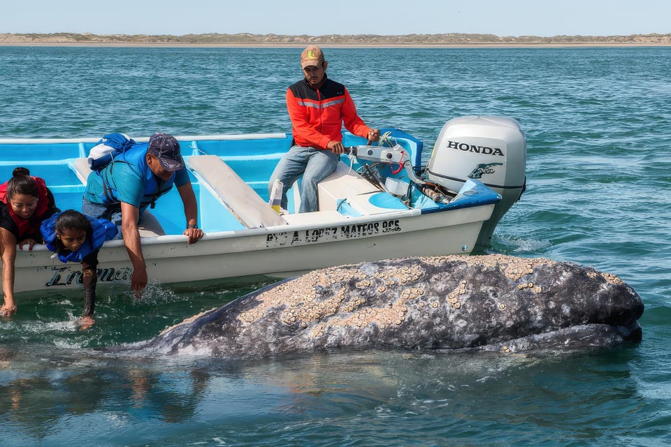 Observation des baleines grises depuis une embarcation dans une lagune de Basse Californie