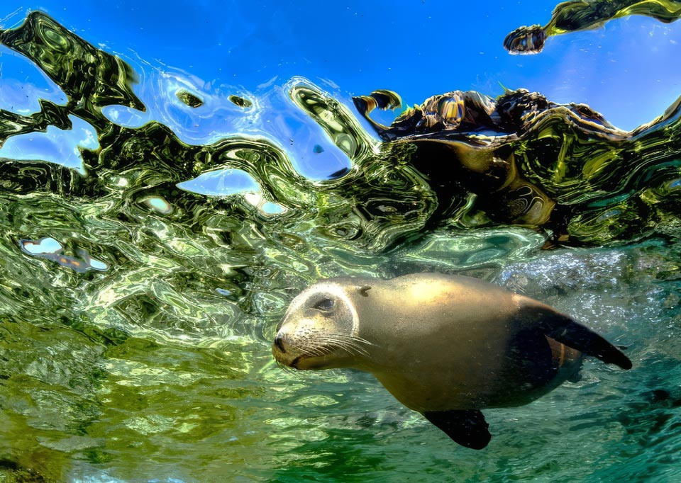 Otarie curieuse observée en snorkeling près de l'île Espiritu Santo, mer de Cortez