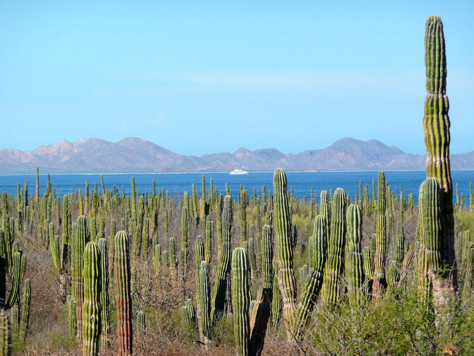 Forêt de cactus cardón géants face à la mer de Cortez et aux montagnes, Basse Californie