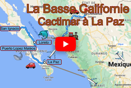 La Basse Californie - Cactimar à La Paz